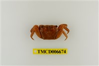 藏品(斑點擬相手蟹)的圖片